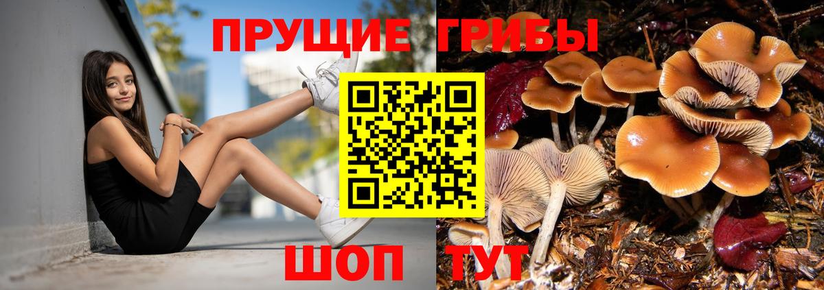 Псилоцибиновые грибы Psilocybe Россия